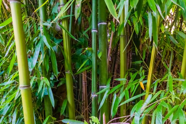 Cost of Bamboo Trimming in Salt Lake City