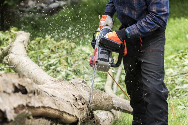 Cost of Branch Removal Service in Salt Lake City