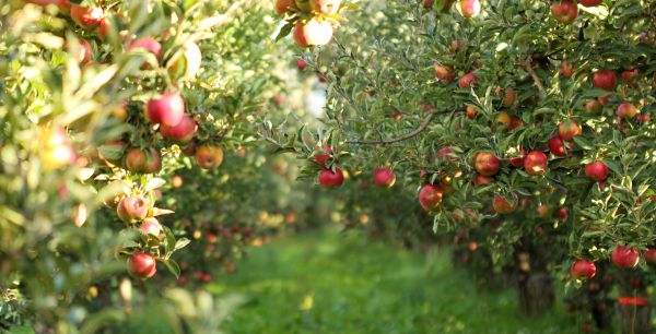 Fruit Tree Trimming