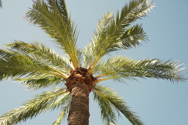 Palm Tree Pruning in Salt Lake City