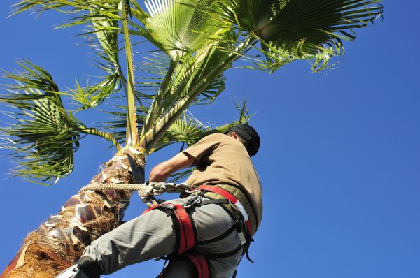 Palm Tree Trimming in Salt Lake City