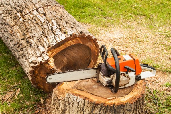 Tree Cutting Service in Salt Lake City