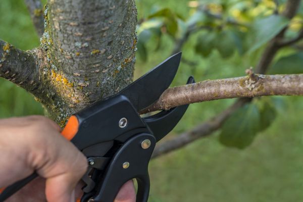 Tree Grooming