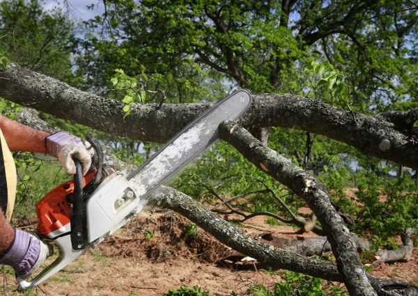 Cost of Tree Lopping Service in Salt Lake City