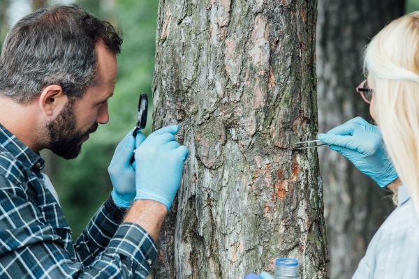 Tree Inspection