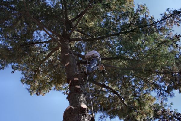 Cost of Trimming Service in Salt Lake City
