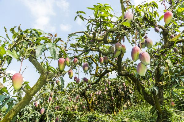 Mango Tree Shaping