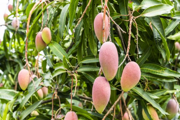 Cost of Mango Tree Trimming in Salt Lake City