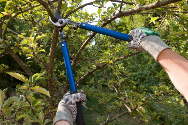 Branch Trimming