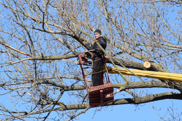 Cost of Emergency Tree Trimming in Salt Lake City