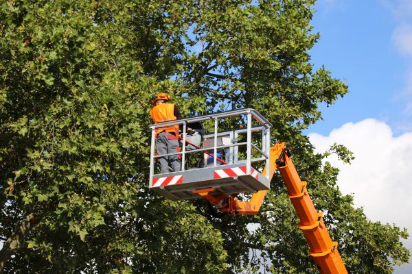 Commercial Tree Service in Salt Lake City
