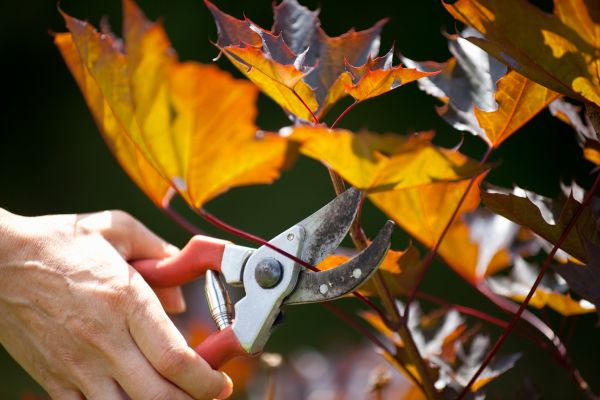 Cost of Maple Tree Pruning in Salt Lake City