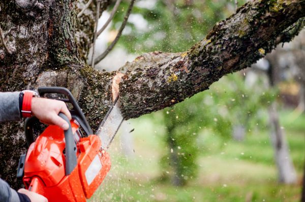 Cost of Tree Limbs Removal in Salt Lake City