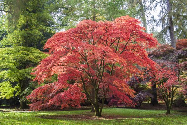 Japanese Maple Pruning in Salt Lake City