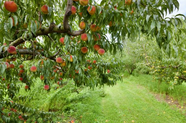 Cost of Peach Tree Pruning in Salt Lake City