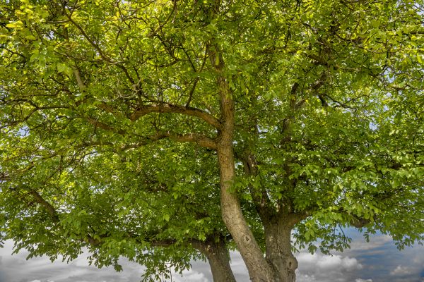 Cost of Walnut Tree Trimming in Salt Lake City