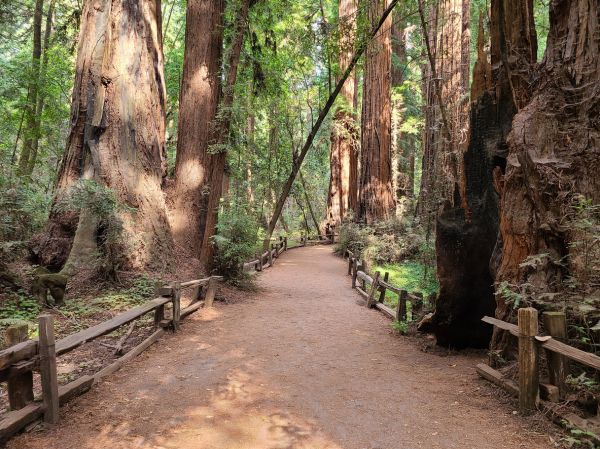 Cost of Redwood Tree Pruning in Salt Lake City