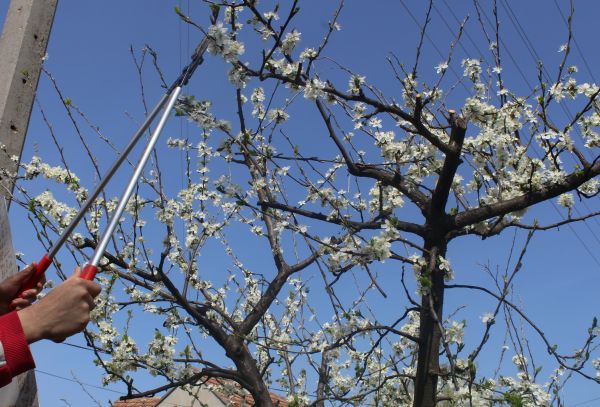 Bradford Pear Tree Cutting