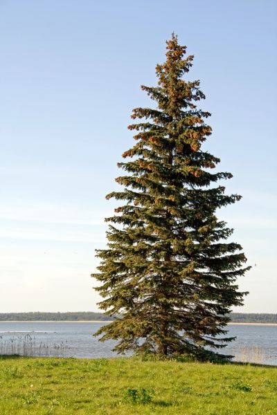 Cost of Spruce Tree Pruning in Salt Lake City