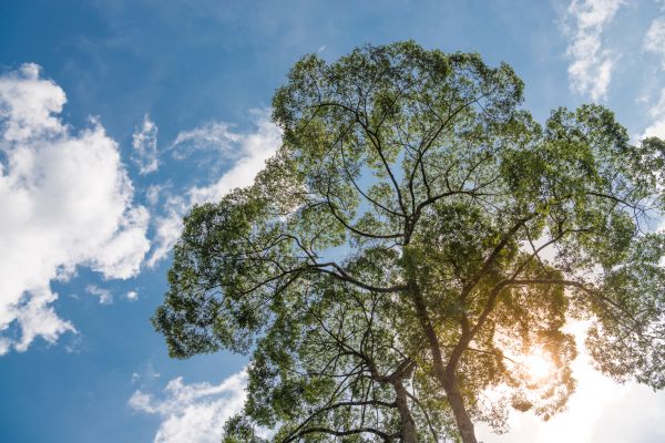 Tree Crown Pruning