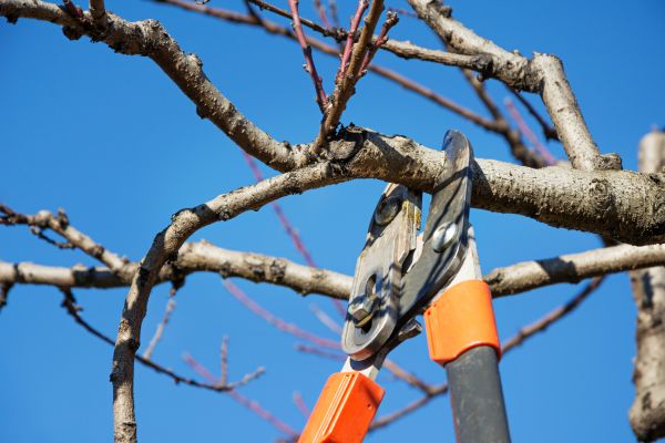 Peach Tree Trimming in Salt Lake City