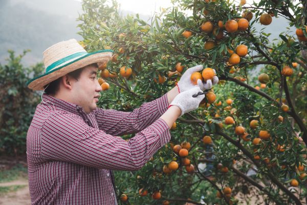 Cost of Orange Tree Pruning in Salt Lake City