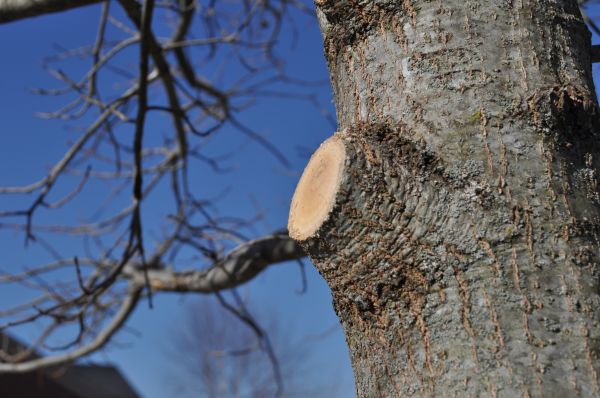 Cost of Limb Pruning in Salt Lake City