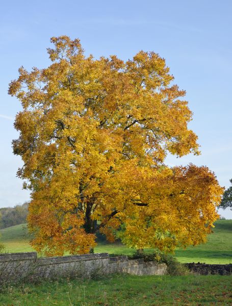 Cost of Hickory Tree Trimming in Salt Lake City