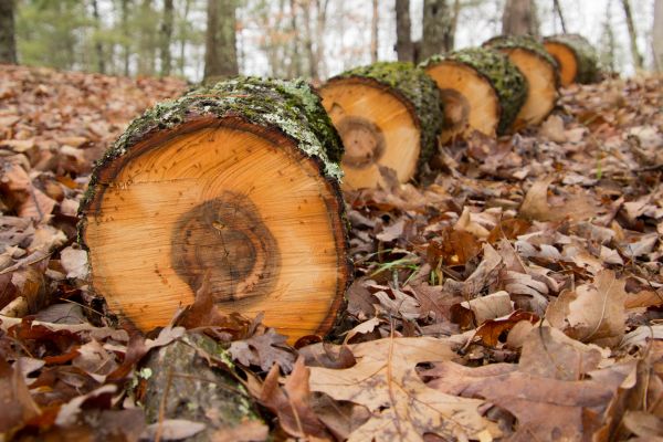 Hickory Tree Cutting
