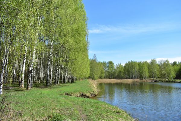 Cost of River Birch Pruning in Salt Lake City