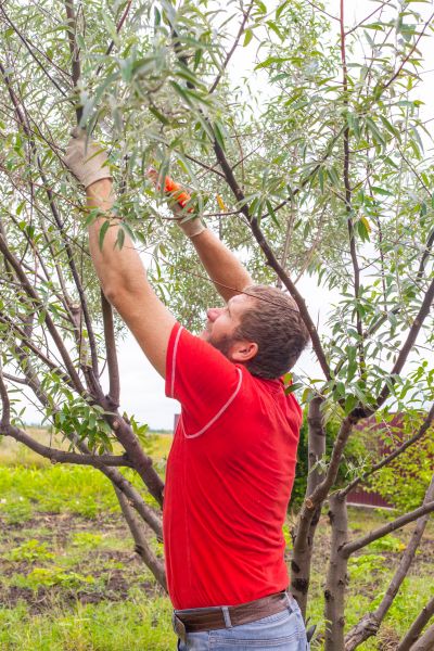 Crown Pruning