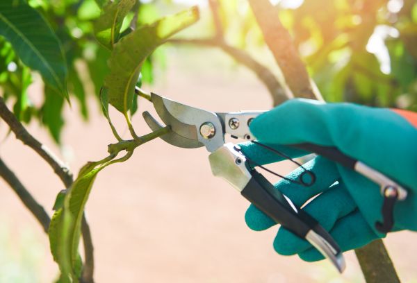 Mango Pruning