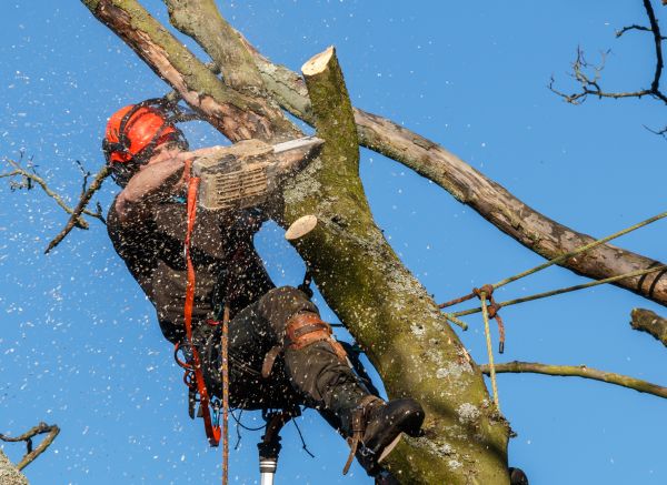 Tree Trimming Service in Salt Lake City
