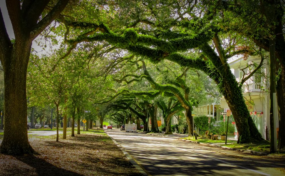Tree Canopy Cleaning