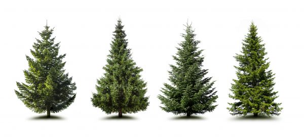 Cost of Pine Tree Trimming in Salt Lake City