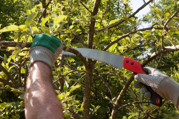 Apple Tree Trimming in Salt Lake City