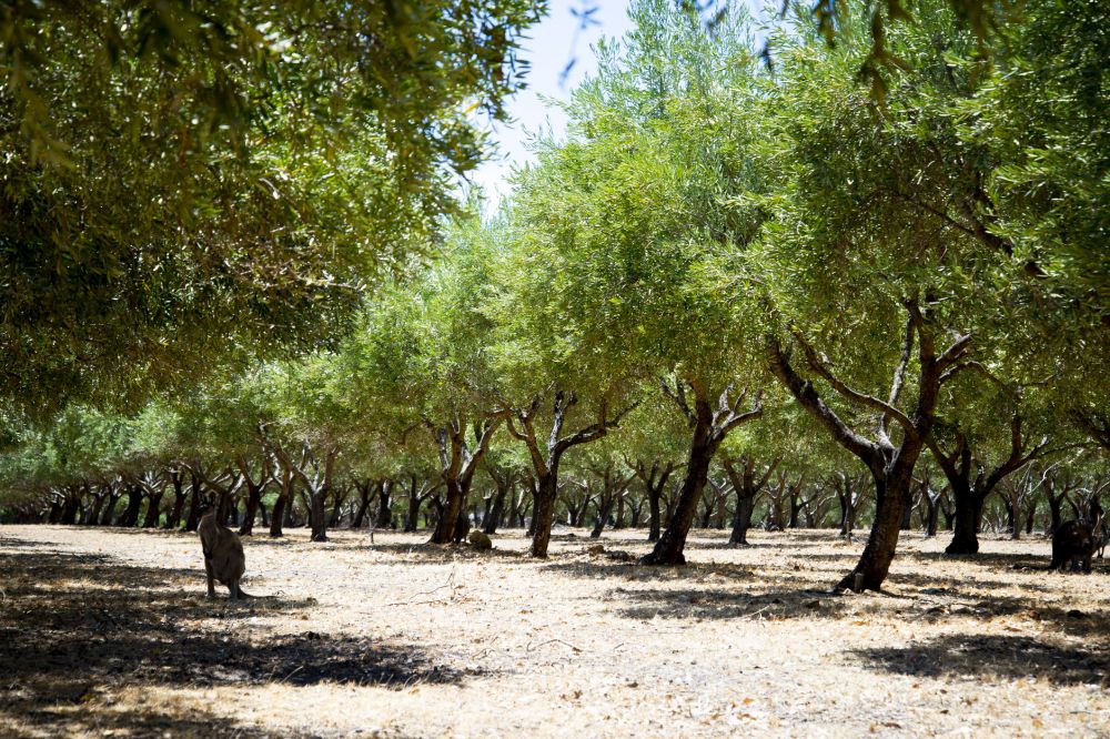 Orchard Maintenance