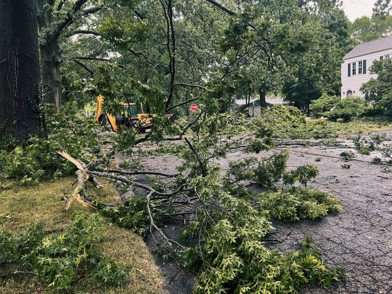 Tree Blocking Sidewalk