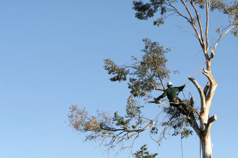 Climbing Tree Care